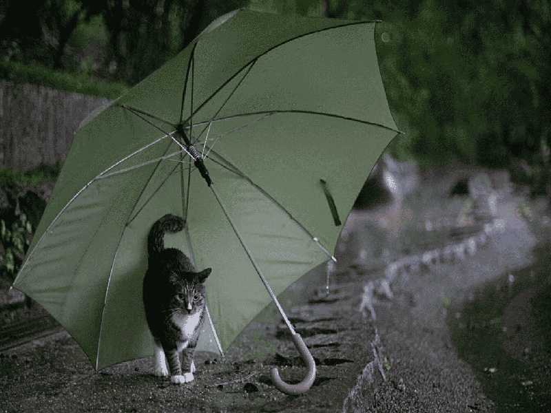 火影试管实验第10，试管 八字